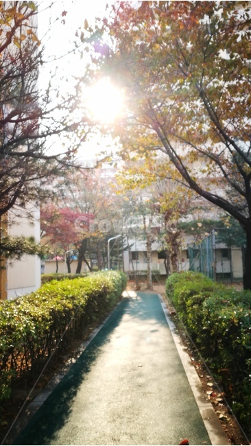 햇살,가을,나무,산책,공원