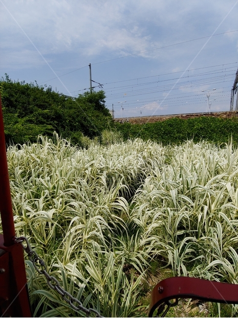 풍경,식물,자연,풀밭,힐링