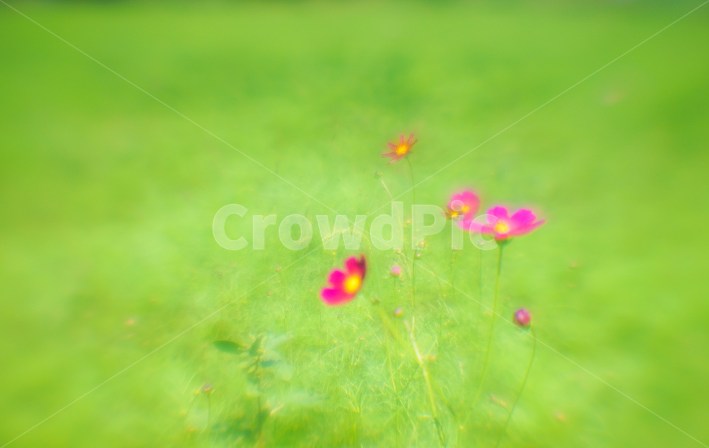꽃,야생화,코스모스,가을,식물,자연,가을,계절,fall,autumn,season,식물,자연,plants,nature,꽃,flower,plant,geranium,제라늄,blossom