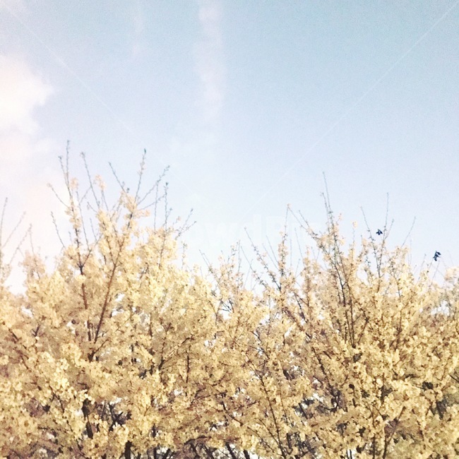 봄,봄사진,나무,하늘,구름,예쁜사진,꽃,아름다움,분위기좋은사진,정적인사진,식물,자연,plants,nature,꽃,flower