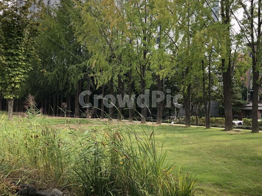 공원,나무,피크닉,여름,자연,산책,plant,잔디,tree