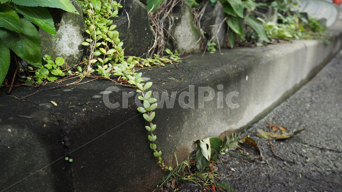 식물,야외,그린,plants,outdoors,green,식물,자연,plants,nature
