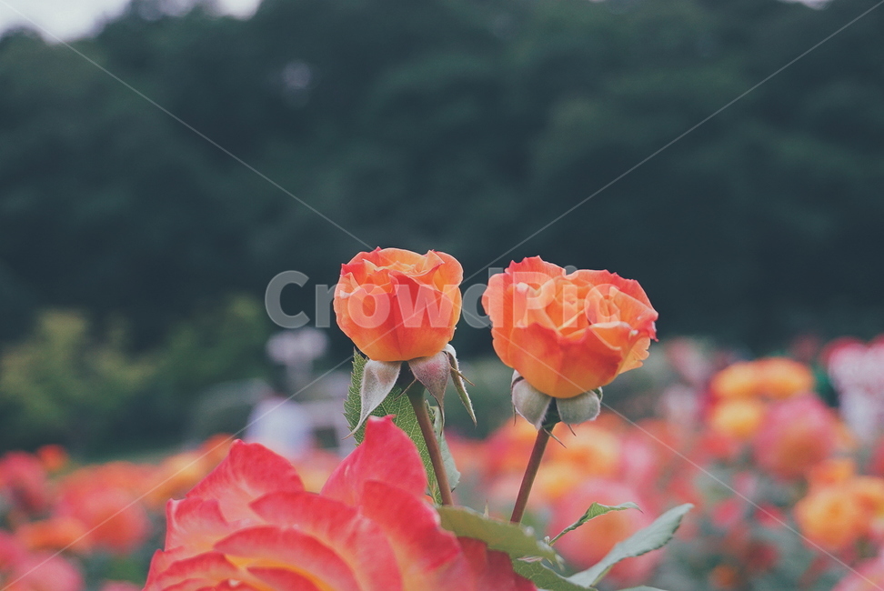 울산대공원,장미축제,울산대공원장미원,장미,꽃,장미꽃,식물,자연,plants,nature,꽃,flower