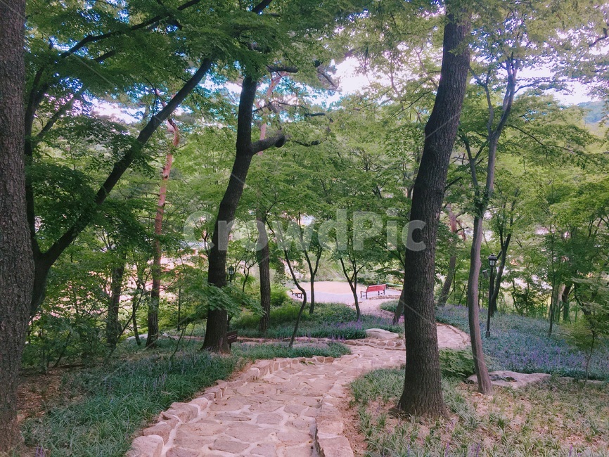 석파정,정원,계단,숲길,나무,자연,풍경,nature,landscape,flagstone,판석,walkway,보도,path,통로,tree,plant,식물,tree trunk,나무 줄기