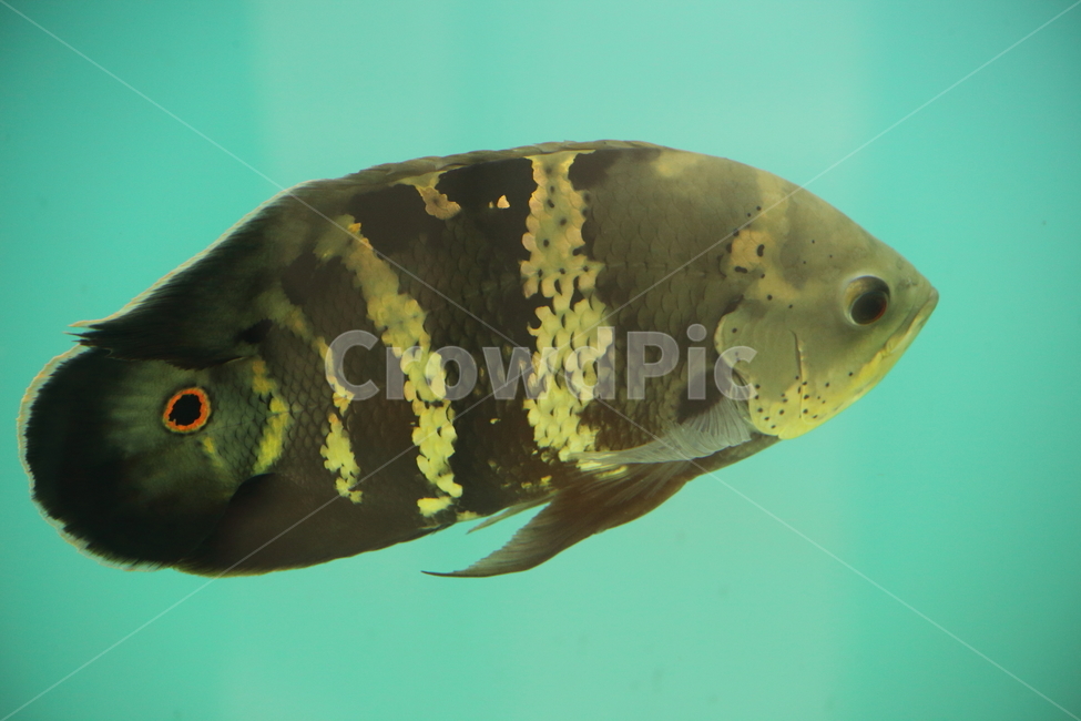 물고기,담수어,열대어,동물,fish,tropicalfish,동물,animal,어류,물고기,fish