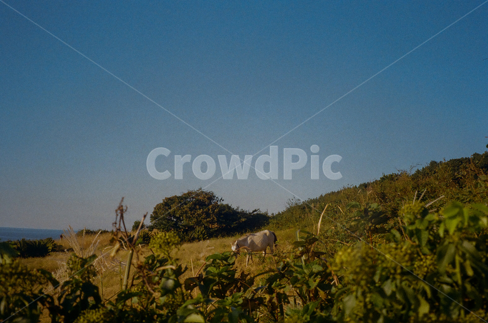 nature,자연,outdoors,옥외,field,들,grassland,cattle,가축,포유류,animal,동물,말