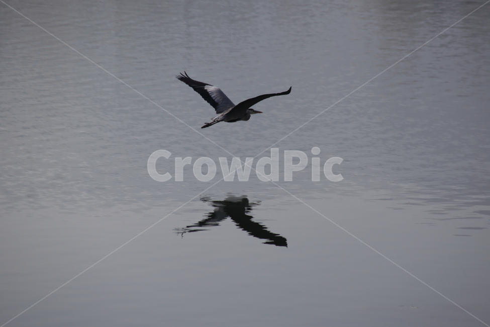 왜가리,새,대형조류,야생동물,heron,철새,동물,animal,조류,새,birds
