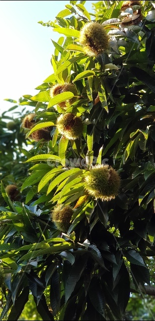 plant,식물,밤,밤나무,가을,추석
