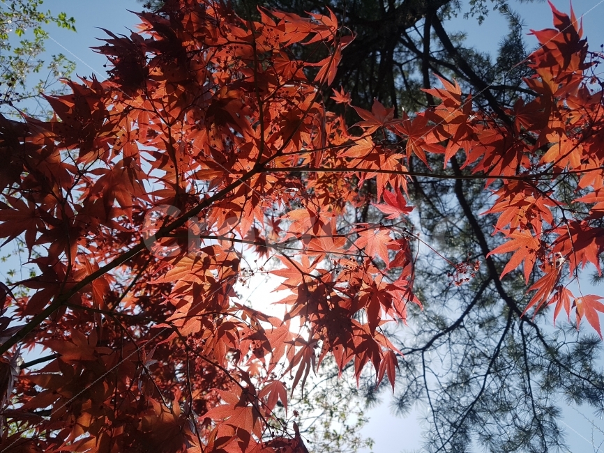 단풍,나무,단풍나무,하늘,빛,햇빛,오후,봄,식물,자연,plants,nature,가을,계절,fall,autumn,season,leaf,잎,plant,tree,maple