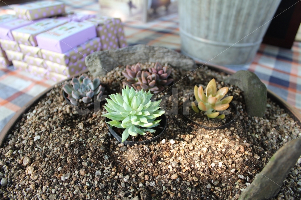 다육이,식물,접사,사물화,다육식물,귀여워,식물,자연,plants,nature