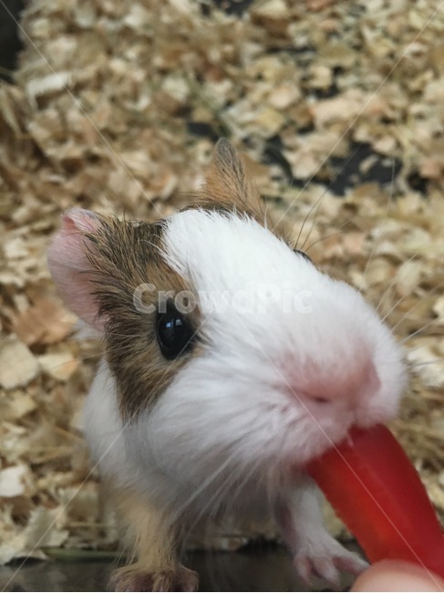 애완동물,기니피그,초식동물,반려동물,소동물,동물,animal,포유류,mammal