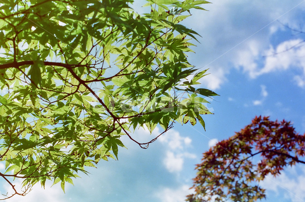 햇살,휴식,가을,여름,공원,사계절,피크닉,여유,하늘,자연,풍경,nature,landscape,plant,식물,leaf,잎,tree,나무