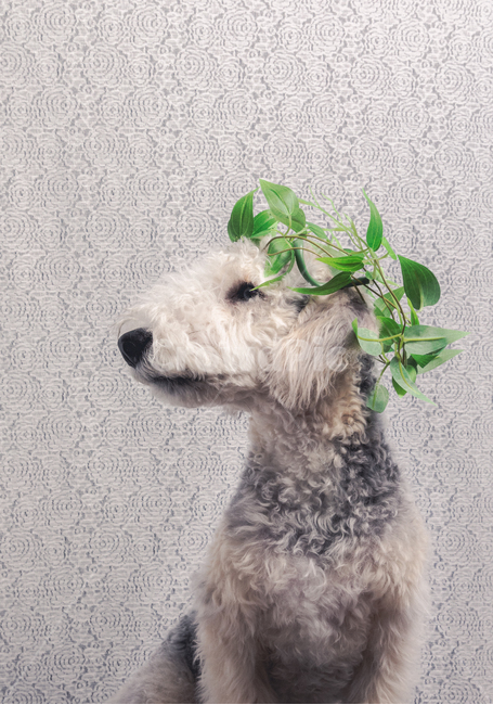 강아지,애견,반려견,반려동물,개,베들링턴테리어,강아지옆모습,화관,dog