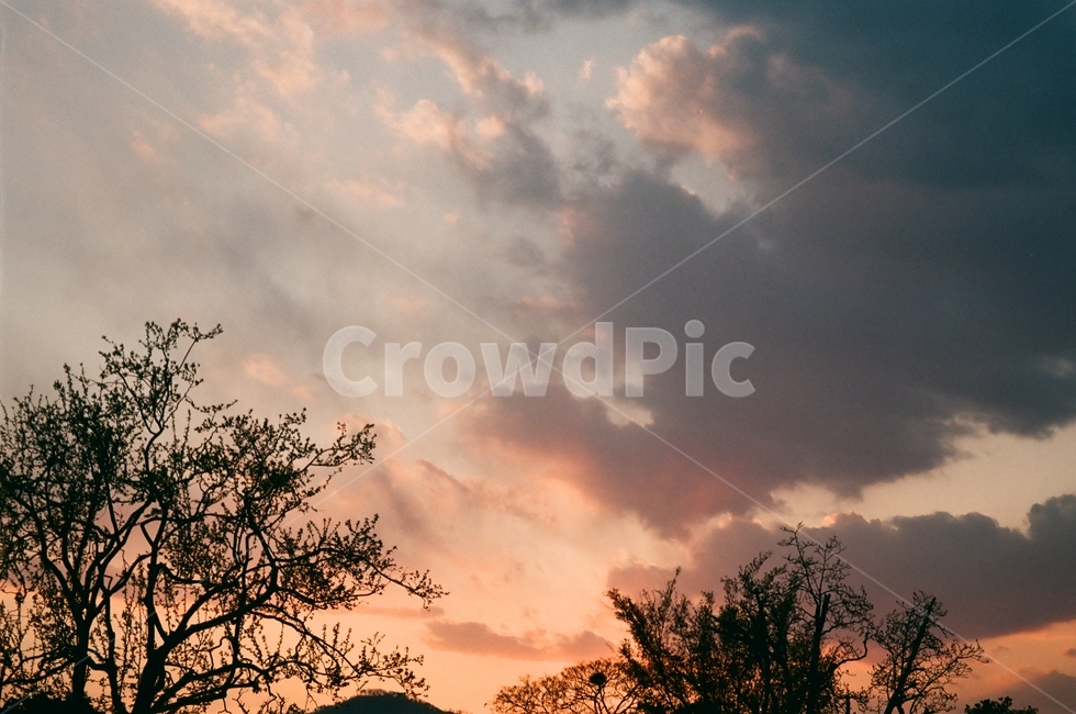 하늘,나무,노을,구름,저녁,자연,풍경,nature,landscape,outdoors,옥외