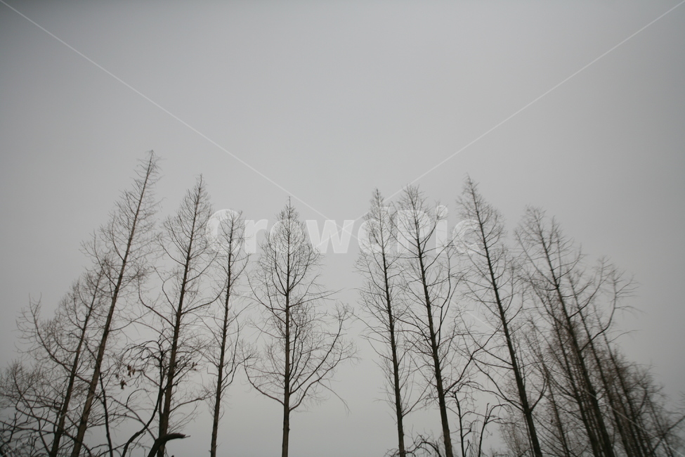 하늘,구름,흐림,선유도,나무,겨울,nature,자연,날씨,outdoors,옥외