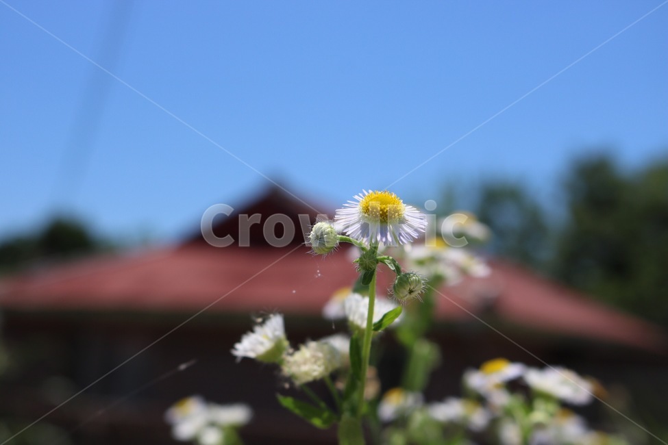 egg flower,yellow,summer,eggflower,white,hana,kiiro,ki,sky,roof,green,nature,tree,midori,ao,flower,White,tamagohana,shiro,blue,natsu,sora