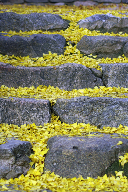 가을,은행잎,돌계단,노랑,autumn,가을,계절,fall,autumn,season,rock,록