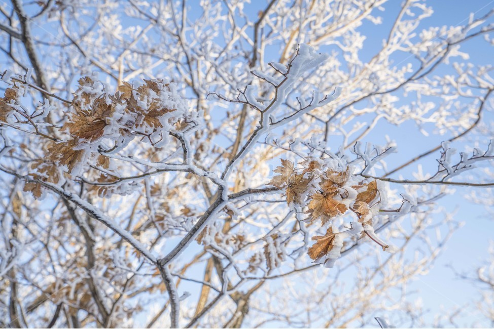 겨울,상고대,눈꽃,태백산,눈,겨울,계절,winter,season,식물,자연,plants,nature,나무,trees,wood