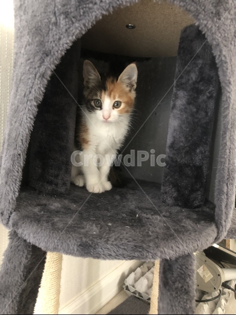 고양이,동물,줄무늬,새끼,켓타워,동물,animal,포유류,mammal,고양이,cat,kitten,kitty