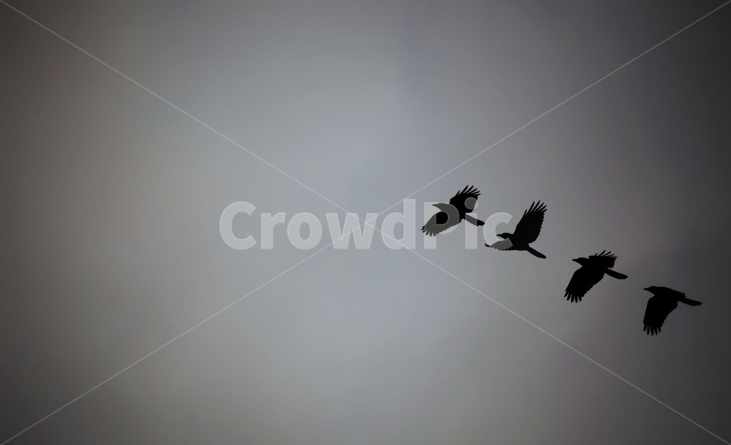 새,까마귀,동물,animal,야생동물,동물,animal,조류,새,birds,흑백,모노톤,monochrome,black and white