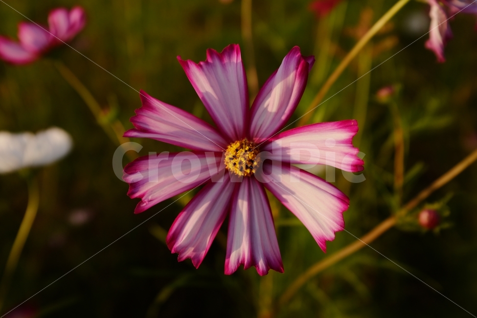 코스모스,꽃,자연,풍경,flower,가을,계절,fall,autumn,season,식물,자연,plants,nature,꽃,flower,plant