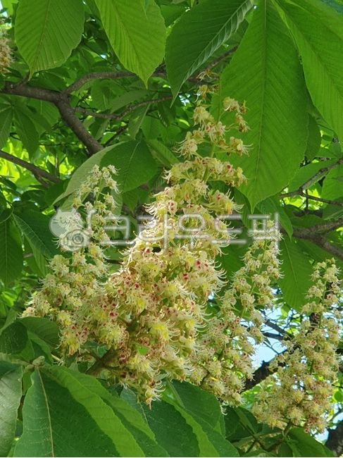 마로니아,마로니아꽃,식물,꽃,plant,flower