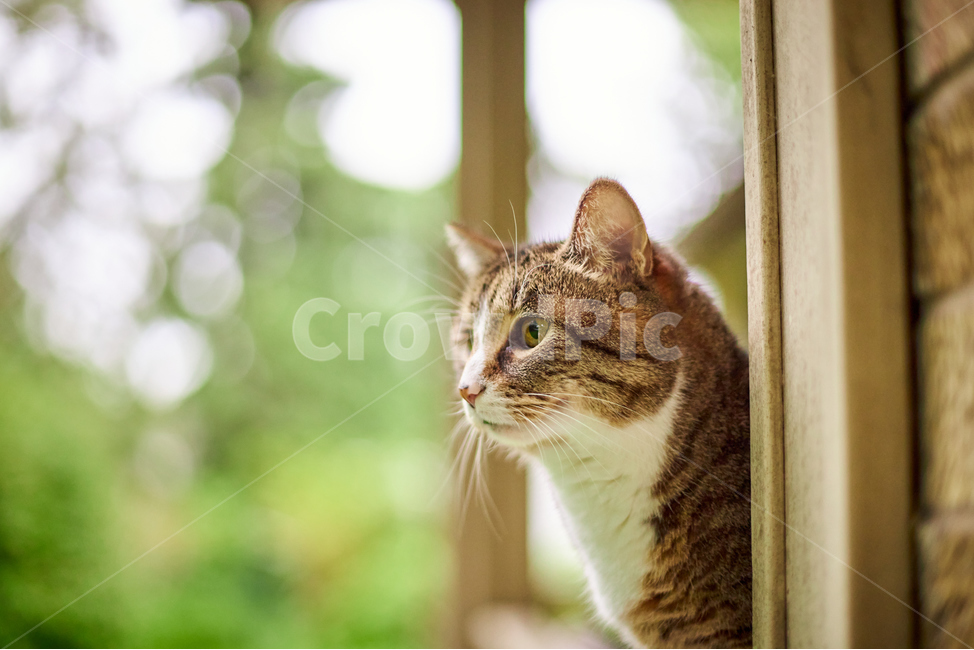 동물,animal,고양이,cat,kitten,포유류,애완동물,반려동물,애완묘,pet,믹스묘,산책냥이,동물,animal,포유류,mammal,고양이,cat,kitten,kitty