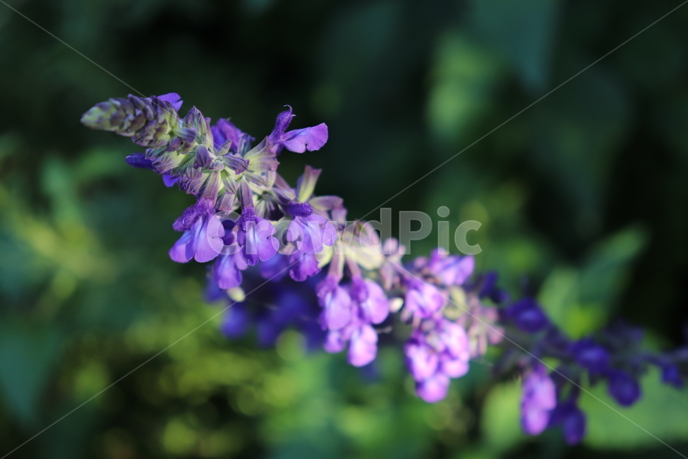 라벤더,꽃,클로즈업,접사,봄,식물,자연,plants,nature,꽃,flower