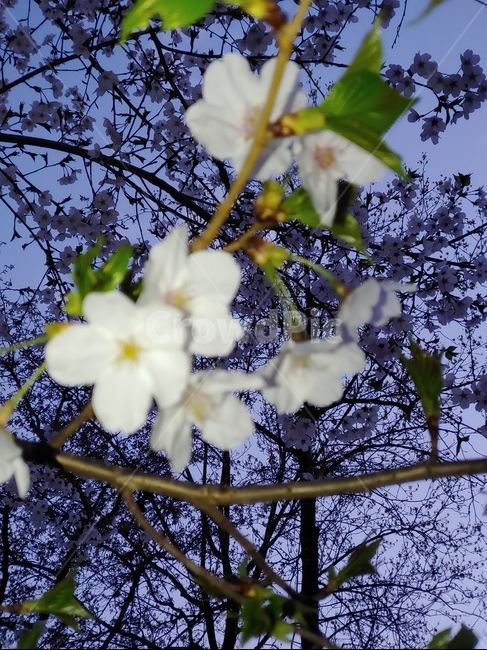 풍경,저녁,벚꽃,꽃,저녁꽃