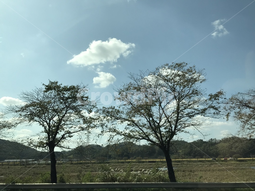 nature,자연,나무,tree,식물