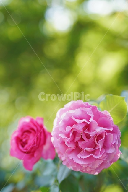 장미,꽃,분홍꽃,rose,flowe,r붉은,빨간색,아웃포커스,감성,보케,자연,색감,식물,자연,plants,nature,꽃,flower