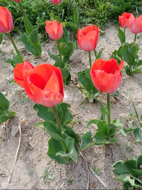 자전거길,튤립,식물,꽃,빨강