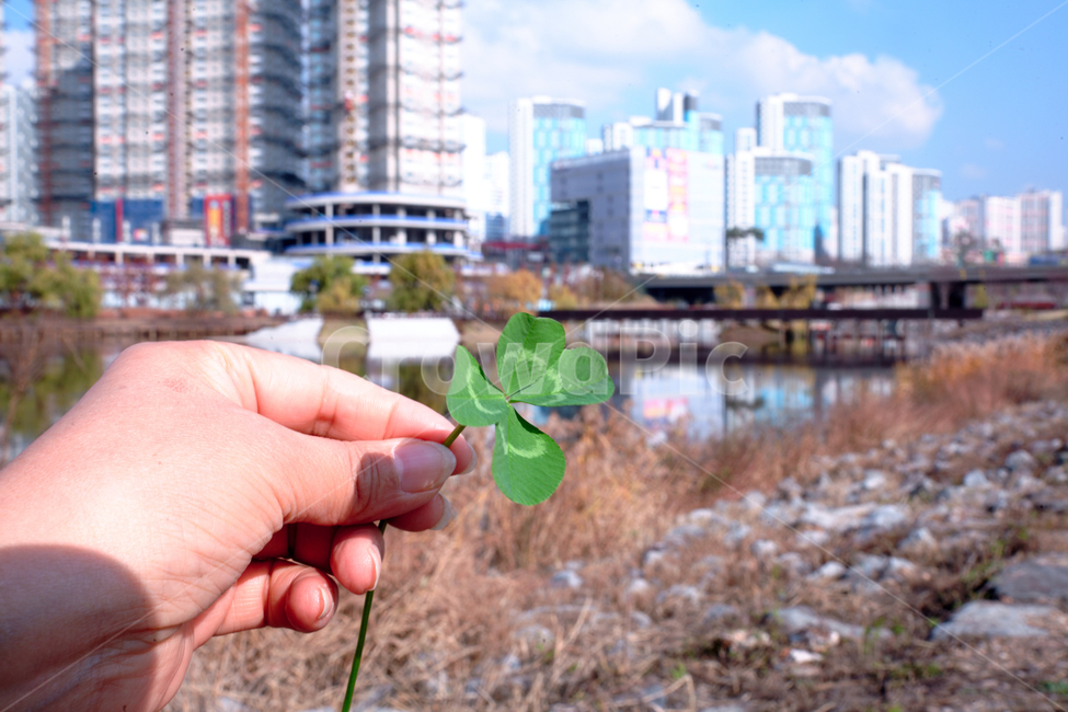 네잎클로버,행운,초록,thefourleafclover,clover,식물,자연,plants,nature,사람,인물,인간,human,person,신체일부,몸,body