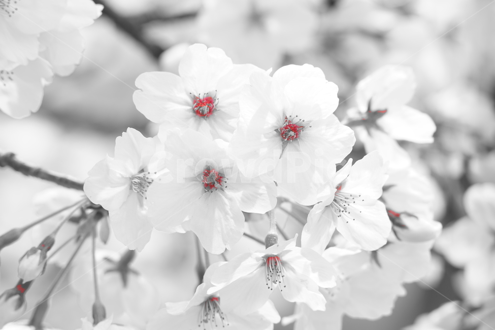blossom,flower,꽃,식물,벚꽃