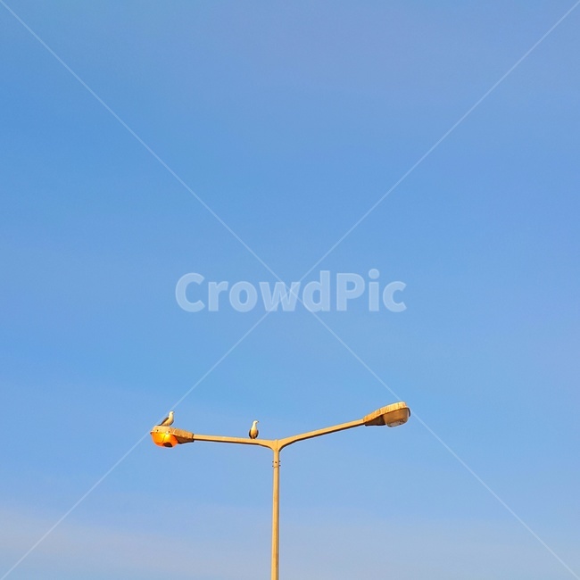 가을,하늘,새,가로등,풍경,동물,animal,조류,새,birds