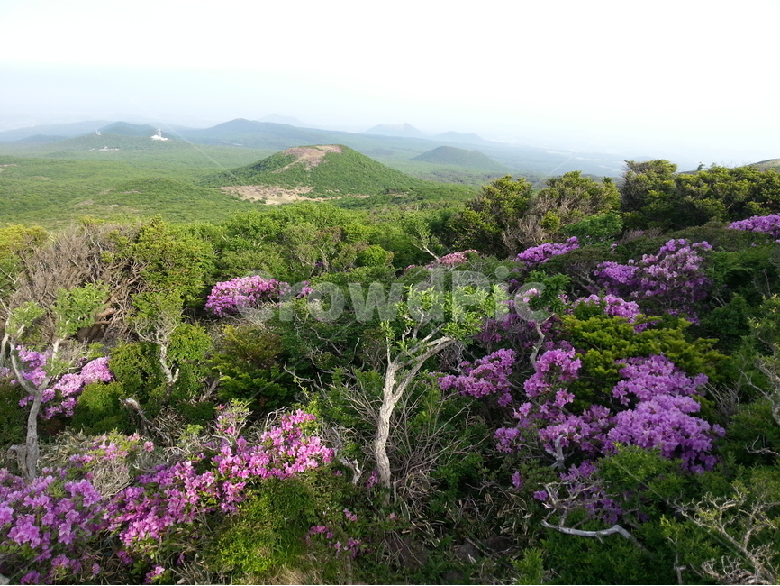 제주도,한라산,진달래,오름,영실코스,봄,계절,spring,season,자연,풍경,nature,landscape,한국자연풍경,한국자연경관,korea nature landscape,제주도,jeju,jeju island,outdoors,옥외