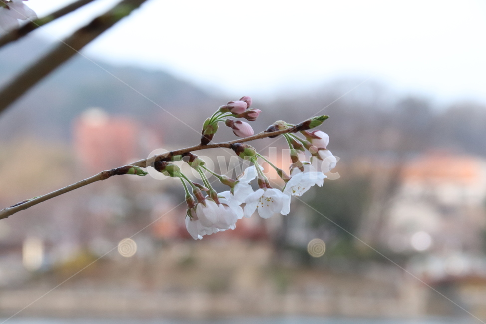 꽃,벚꽃,풍경,자연,꽃나무,봄,계절,spring,season,식물,자연,plants,nature,꽃,flower,plant,blossom