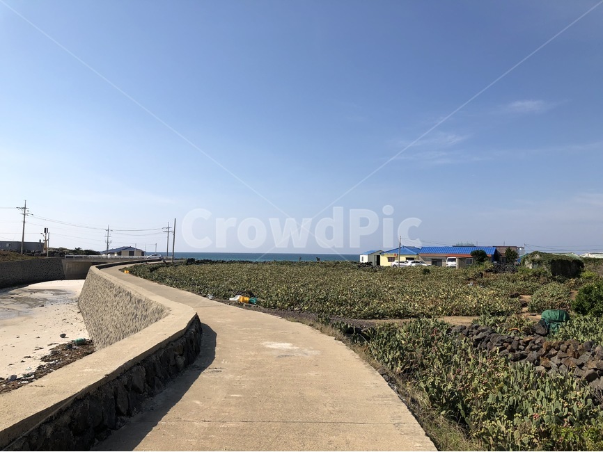 선인장밭,백년초,제주도,제주도백년초,백년초열매,백년초밭