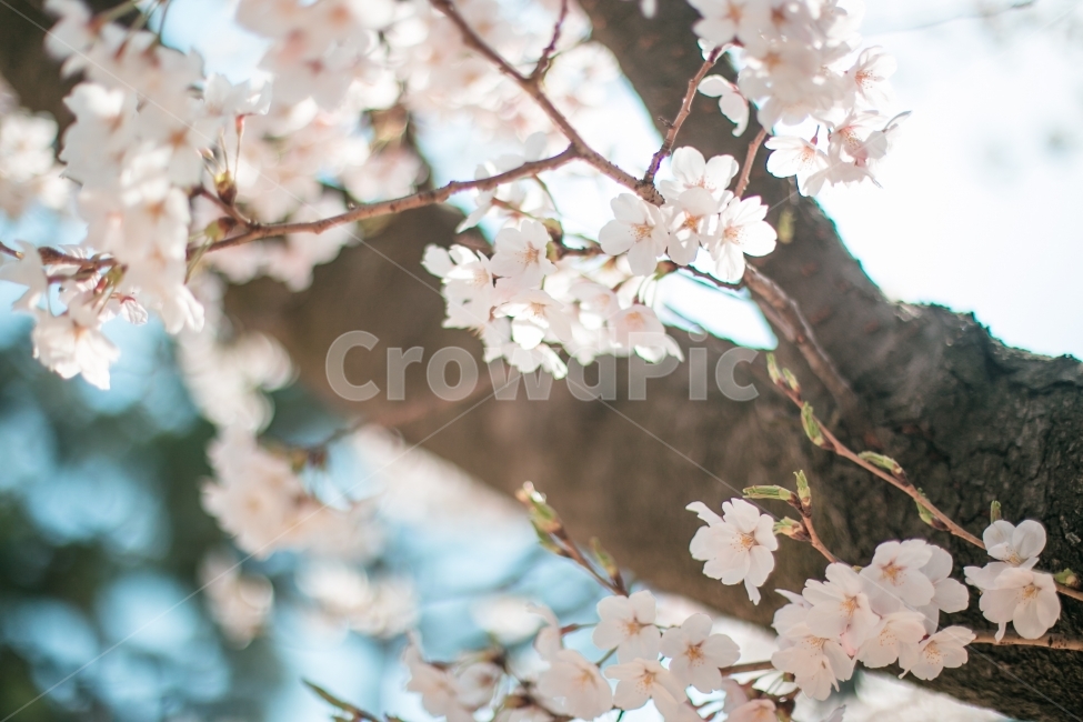 풍경,자연,스냅,꽃,벚꽃,봄,계절,spring,season,식물,자연,plants,nature,꽃,flower,감성,sensible,feeling,plant,blossom,cherry blossom