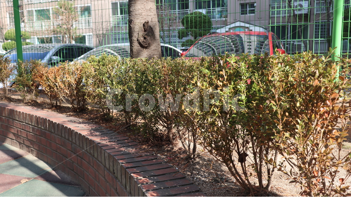 화단,식물,plant,벽돌,aflowerbed