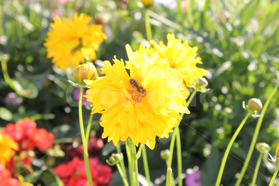 봄,자연,꽃,spring,flower,nature,식물,자연,plants,nature,꽃,flower,동물,animal,곤충,벌레,insect,bug