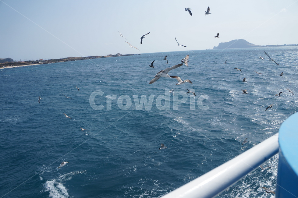 갈매기,바다,배,바다위,commongull,sea,출사