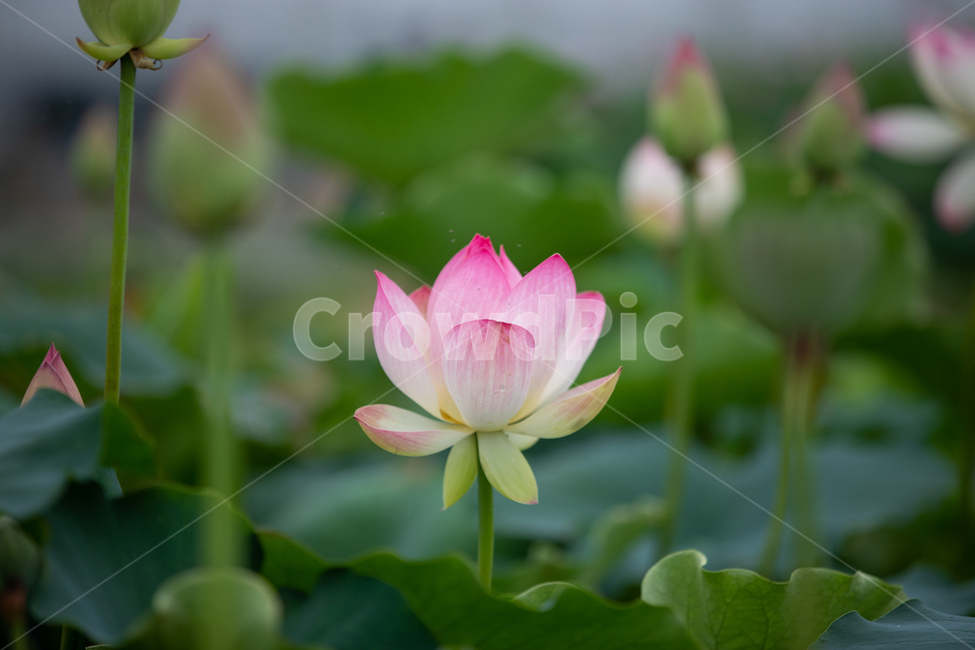 연꽃,여름,연잎,자연,풍경,꽃,flower