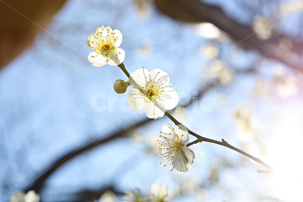 매화꽃,매화,꽃,꽃잎,봄꽃,봄,식물,자연,공원,식물,자연,plants,nature,꽃,flower
