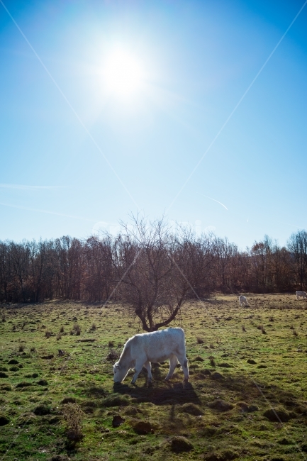 풍경,여행,유럽,스페인,배낭여행,spain,caminodesantiago,소,동물,표유류,동물,animal,포유류,mammal