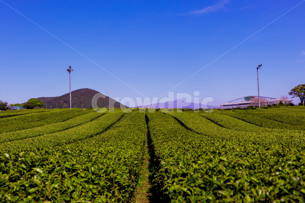 제주도,녹차,풍경,맑음,봄,자연,풍경,nature,landscape,field,들