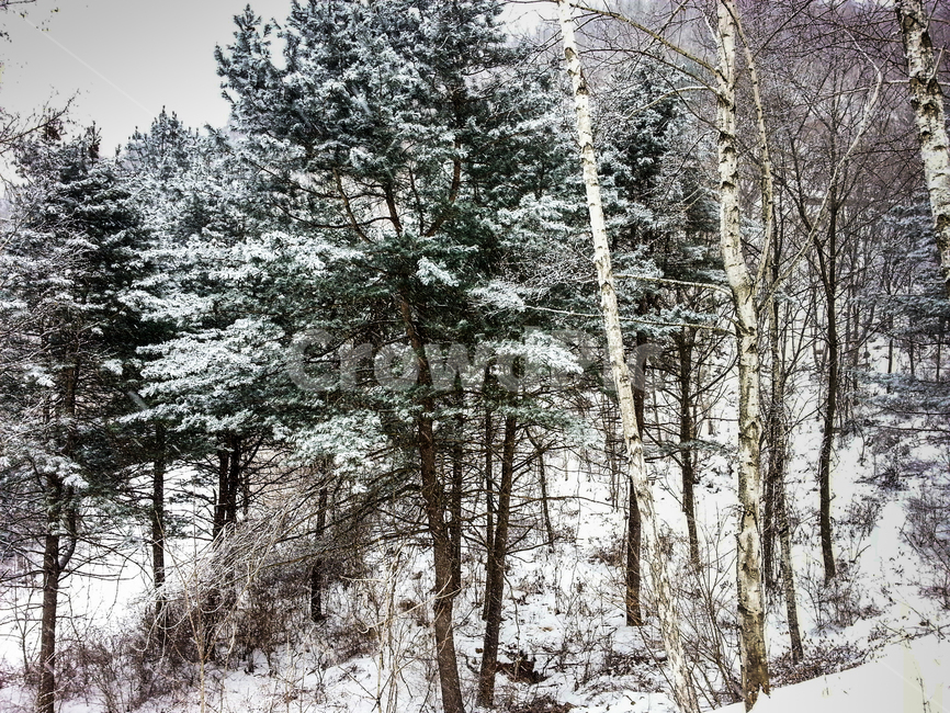 눈,겨울산,백설,겨울숲,눈밭,겨울,계절,winter,season,자연,풍경,nature,landscape,tree,나무,plant,식물,fir,전나무