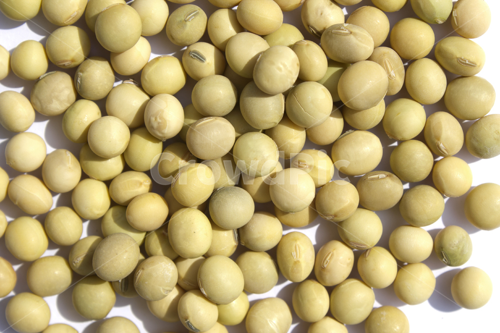 식재료,vegetable,갈색,브라운,곡류,곡식,음식,흰배경,모아놓은,모으기,농작물,음식재료,콩류,모아둔,자연,메주콩,soybean,soy,bean,식물,열매,많은,다수,콩,탑,탑뷰,탑앵글
