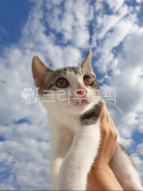 동물,고양이,하늘,치켜든,배경