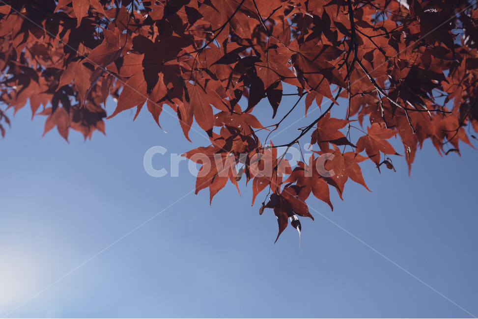 단풍,가을,자연,autumncolours,단풍잎,하늘,단풍나무,나뭇잎,fall,가을,계절,fall,autumn,season,색깔,색상,색채,색감,color sense,color sensitivity,feeling of color,plant,식물,leaf,잎,tree,나무